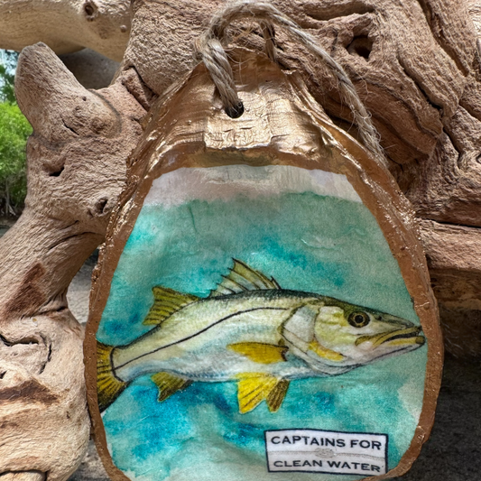 Captains For Clean Water - Snook Oyster Shell ornament - The Sandy Santa