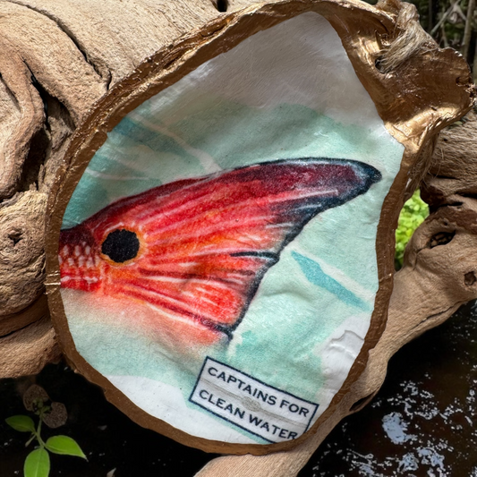 Captains For Clean Water - Tailing Red Oyster Shell ornament - The Sandy Santa