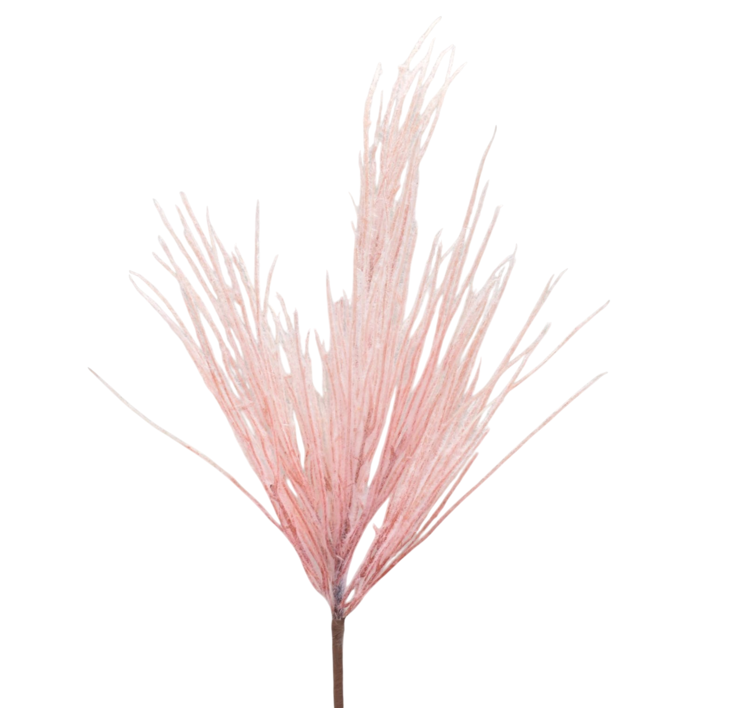 Pink Grassy Pampas Spray - The Sandy Santa
