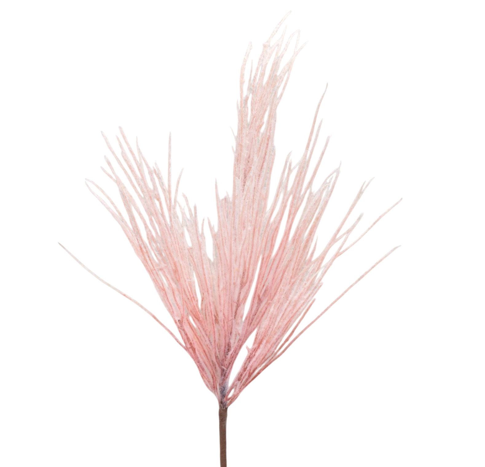 Pink Grassy Pampas Spray - The Sandy Santa